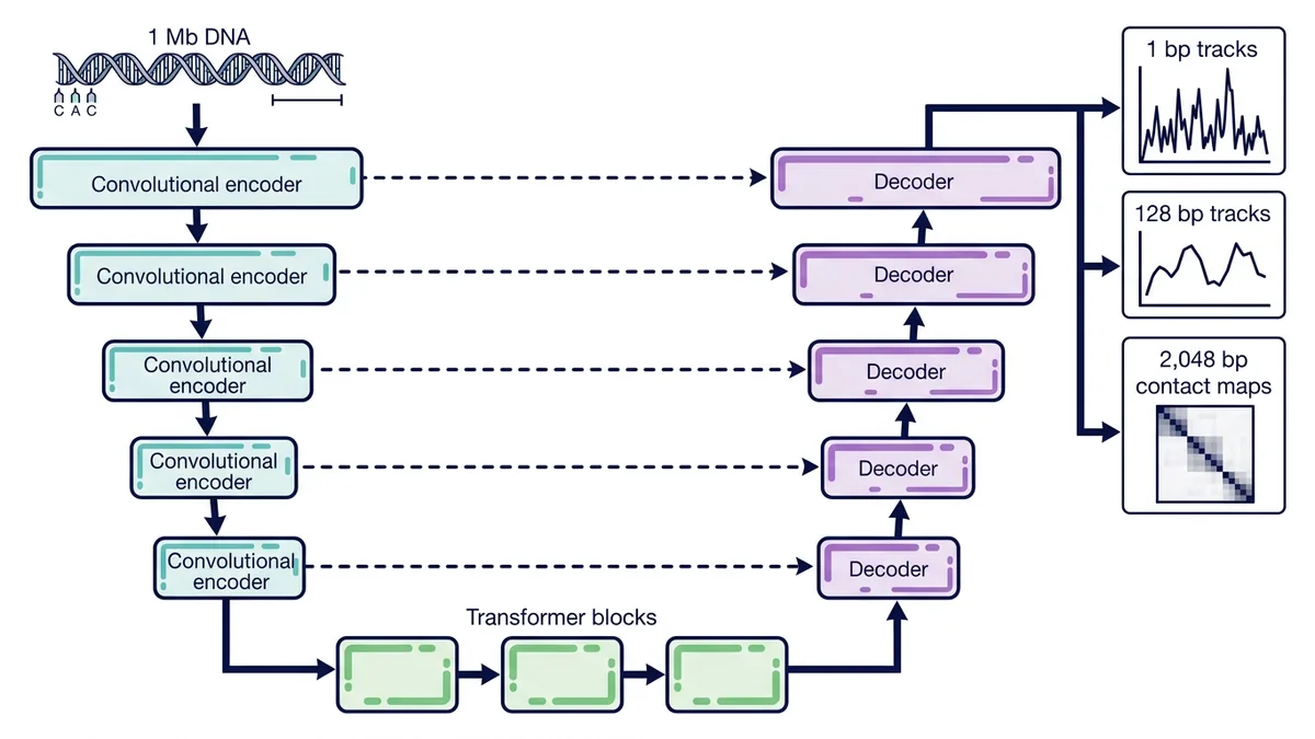 U-Net-style diagram of AlphaGenome with convolutional encoder, transformer blocks, decoder and three output resolutions