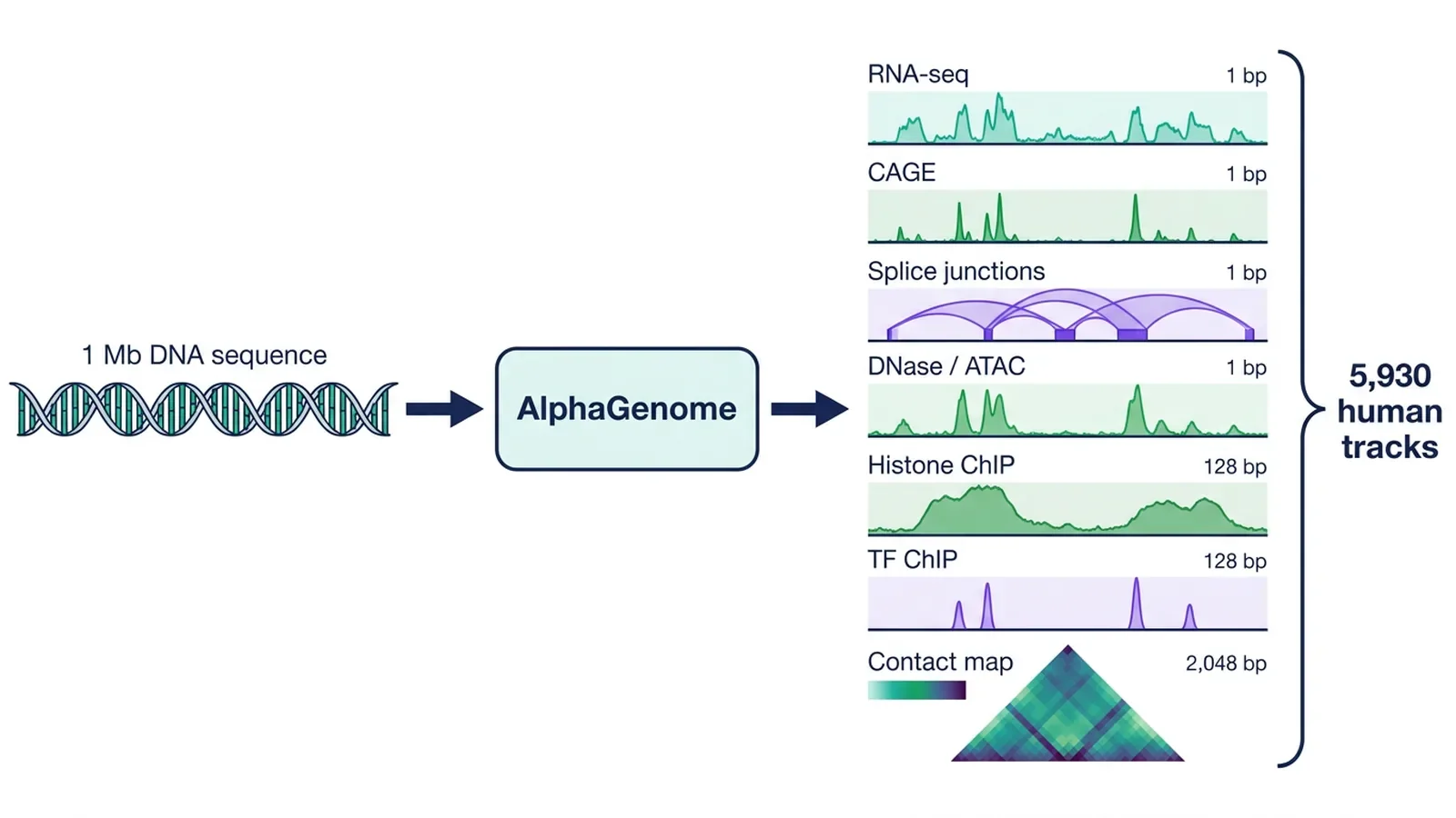 AlphaGenome Explained: Google DeepMind DNA Model and 9-Billion-Variant Atlas