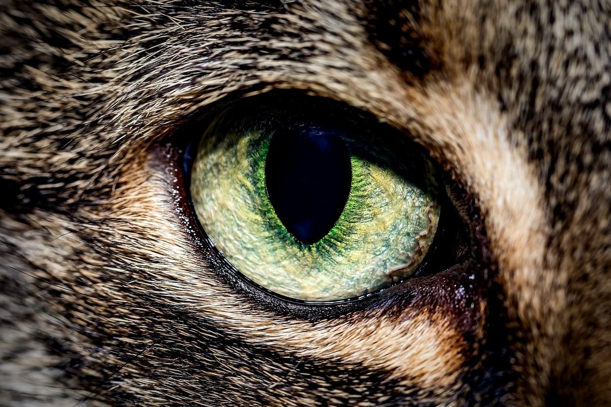 Animal KATSEYE Meaning: The Song, the Representative Animals Trend, and the Real Science