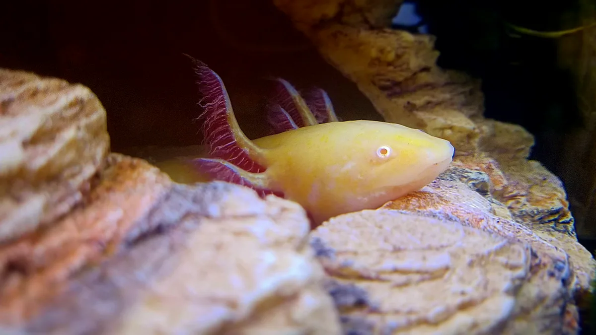 Vibrant close-up of a colorful axolotl in an aquarium with stone decor - axolotl tank setup and water parameters