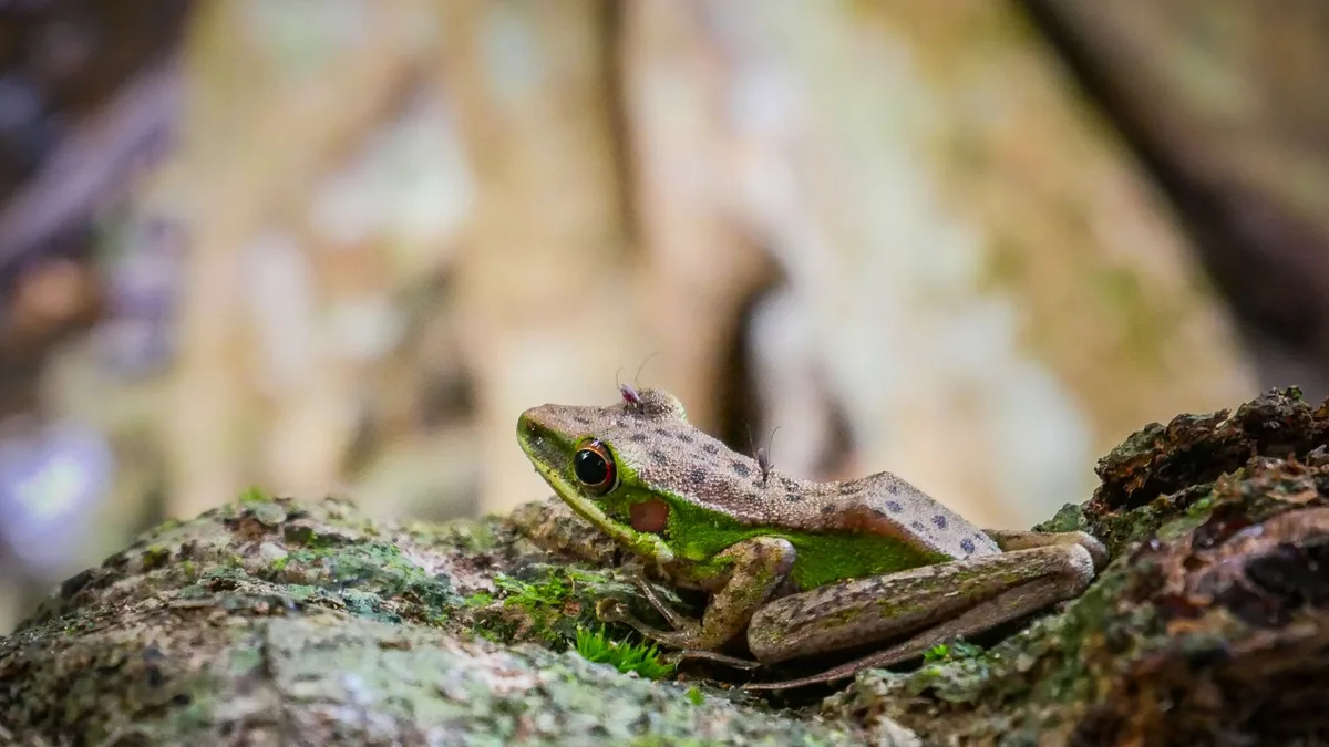 A vibrant green and brown frog sits on a moss-covered rock in a natural setting in West Kalimanta - tomato frog care guide