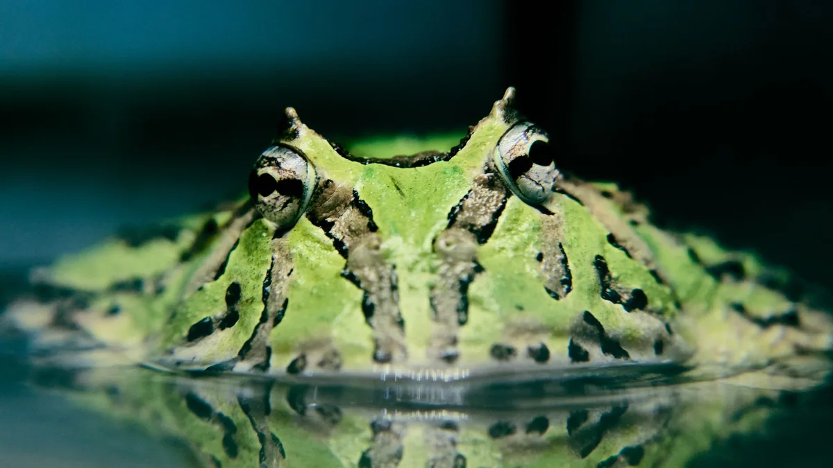 Detailed close-up image of a green Pac-Man frog partially submerged in water, showcasing its vi - are amphibians good pets