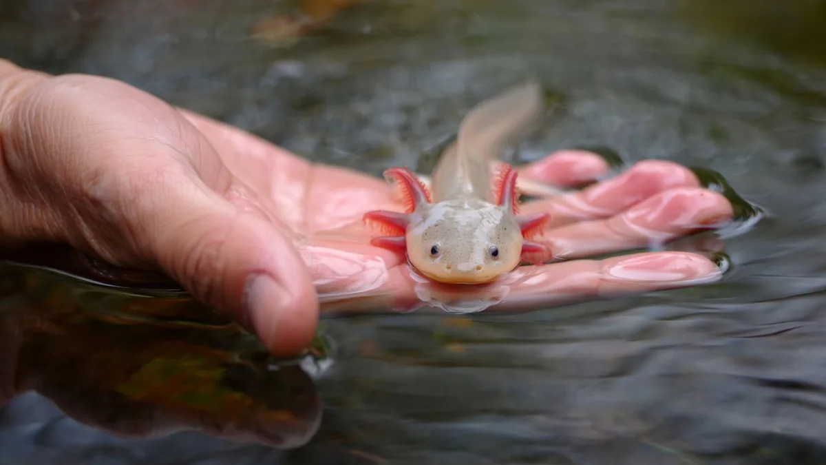 A close-up view of a hand holding an axolotl in clear water, showcasing unique details - how long do axolotls live