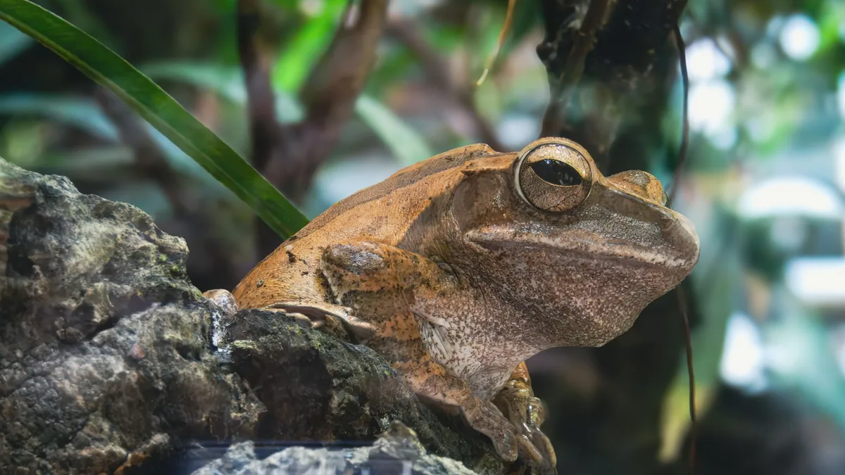Detailed close-up of a brown frog perched on a rock in a lush green environment - white's tree frog care guide