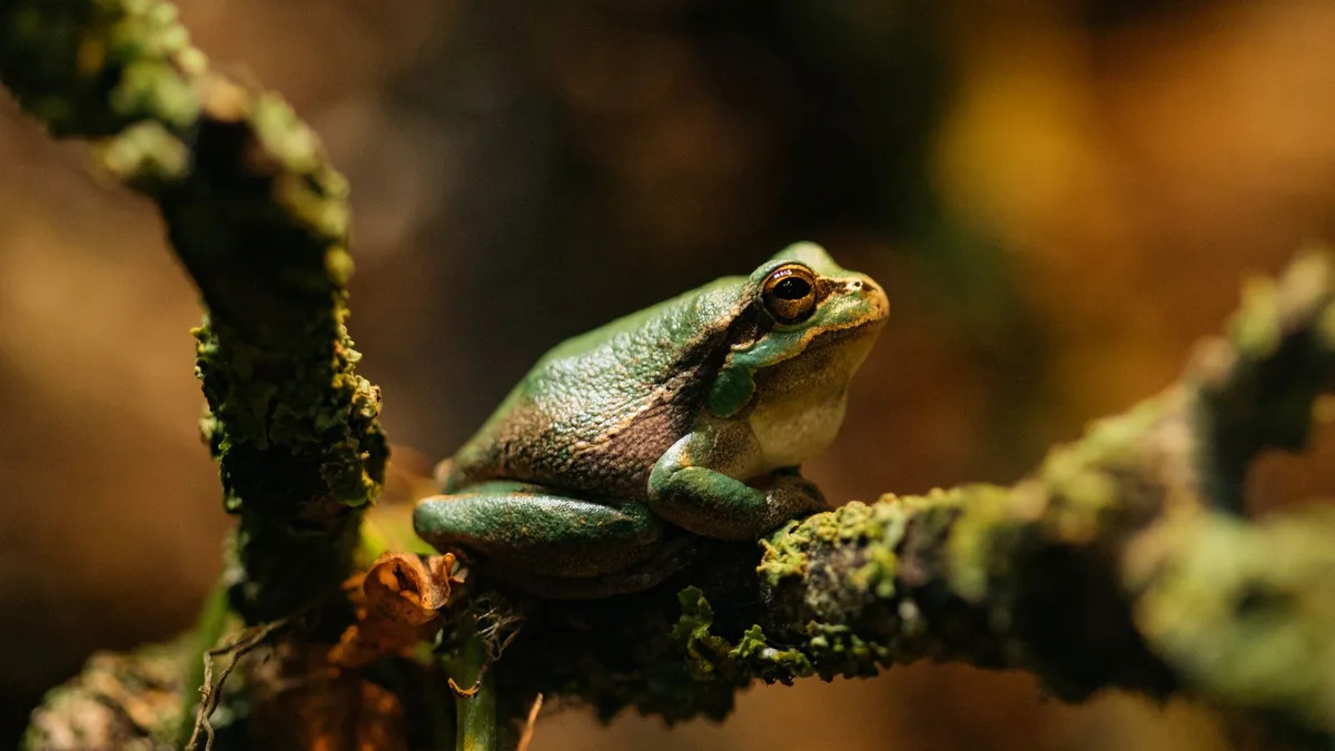 Close-up of a green frog sitting on a mossy branch, showcasing its natural en - amphibian water quality and habitat basics
