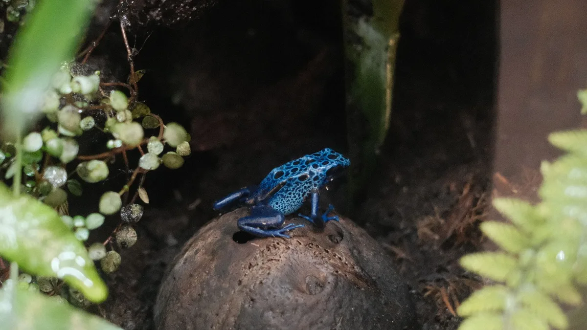 Blue poison dart frog resting on a rock amidst lush vegetation inside a terrarium - tree frog care guide