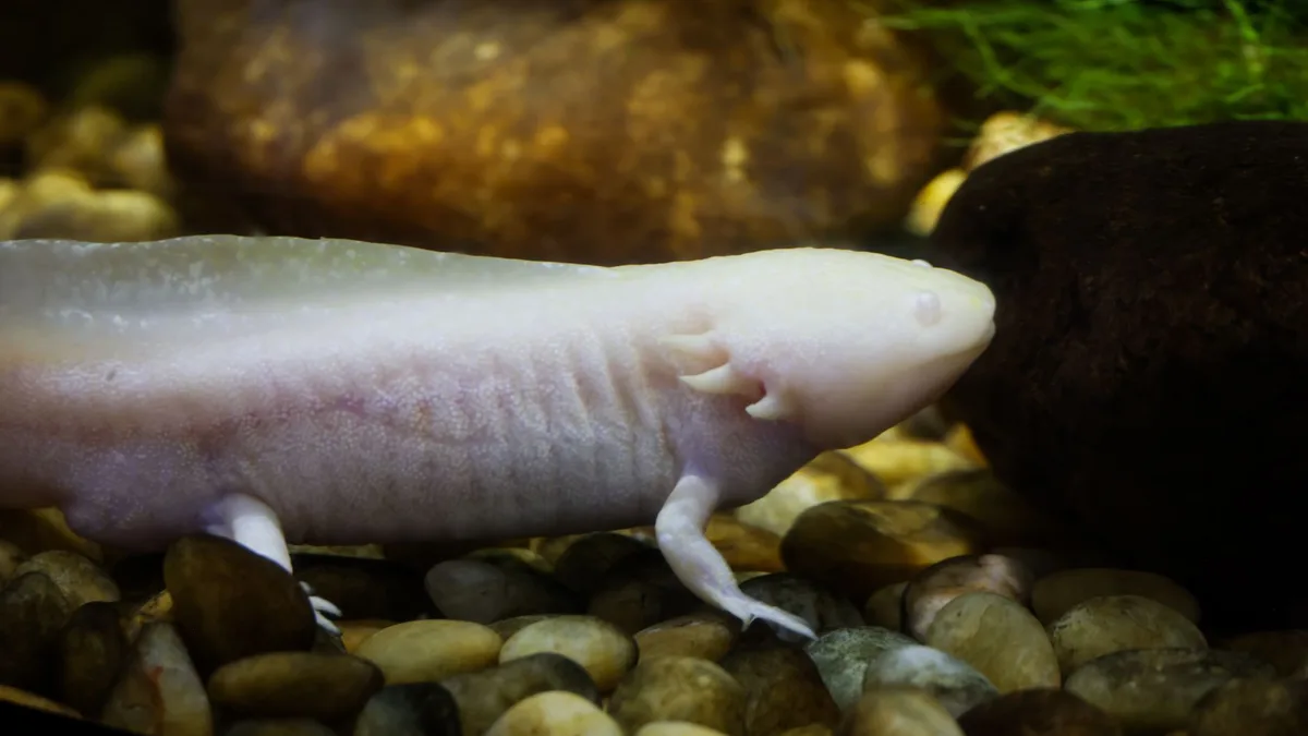 Captivating close-up of an albino axolotl swimming among rocks in a aquarium environment - can axolotls have tank mates