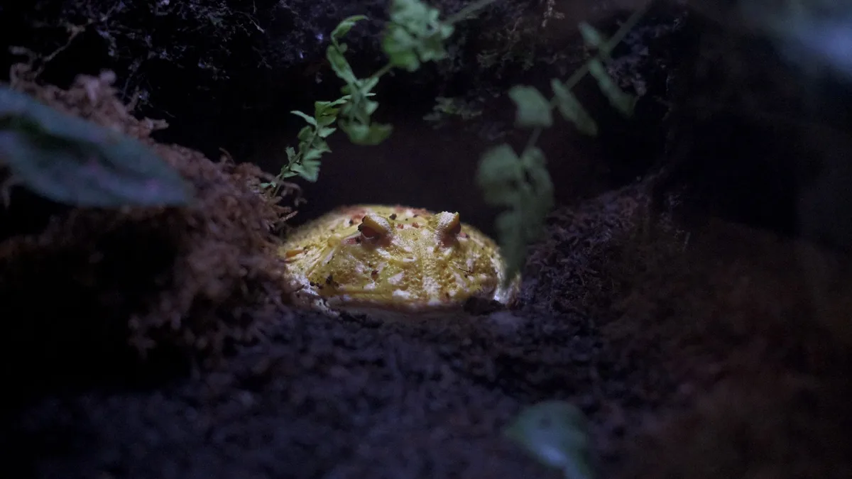 Close-up of a horned frog amidst moist soil and greenery in a terrarium setting - amphibian safe water guide