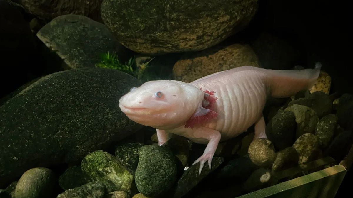 A pink axolotl resting on rocks in a natural aquatic habitat, showcasing its unique features - complete axolotl care guide