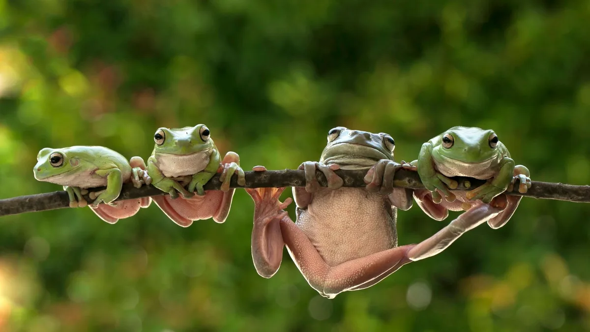 A close-up of four vibrant green frogs hanging on a branch, depicting wildlife and nature - are frogs nocturnal