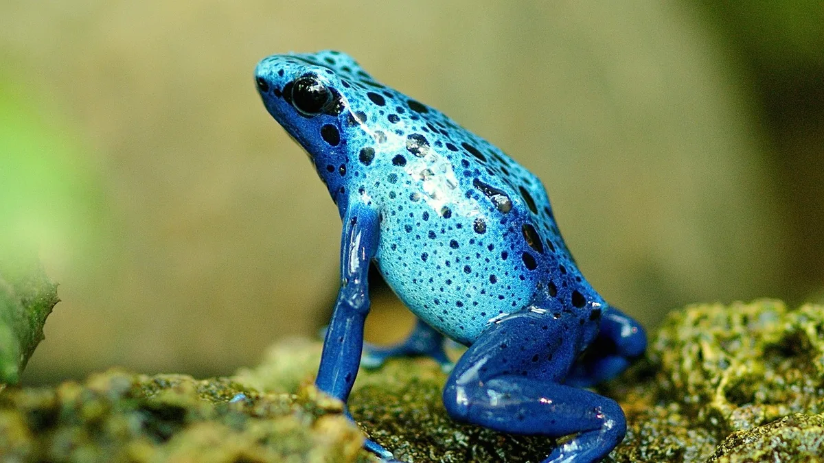 Frog, terrarium, amphibian - frog not eating