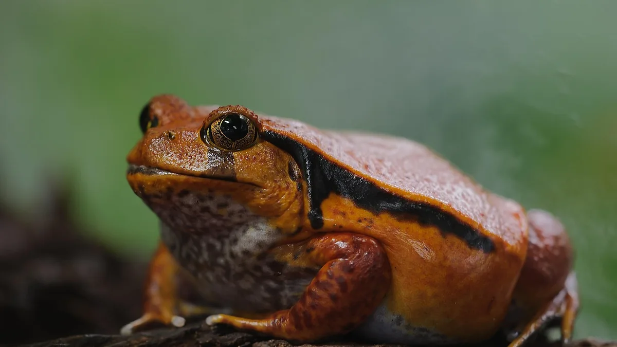 Tomato frog, dyscophus antongilii, frog - frog vs. toad