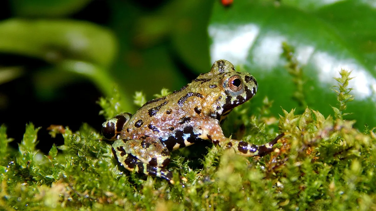 Amphibians, toad, cub - signs of illness in amphibians and when to see a vet