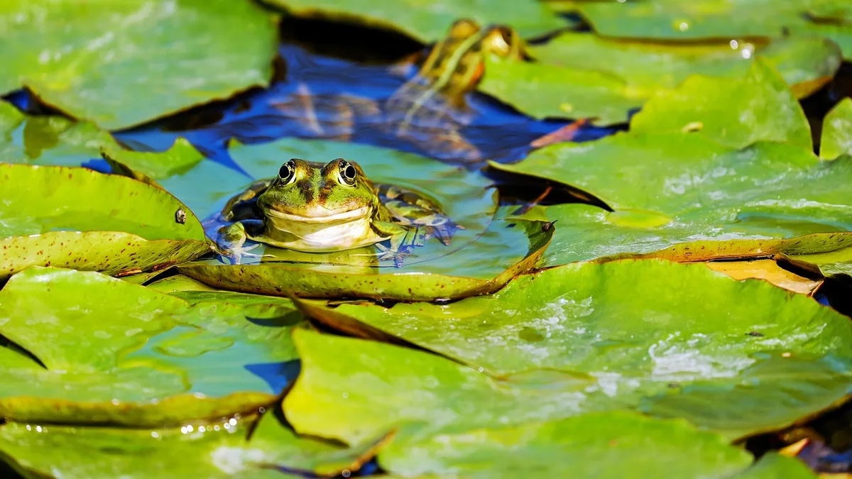 Frog, water frog, pond frog - amphibian chytrid fungus signs