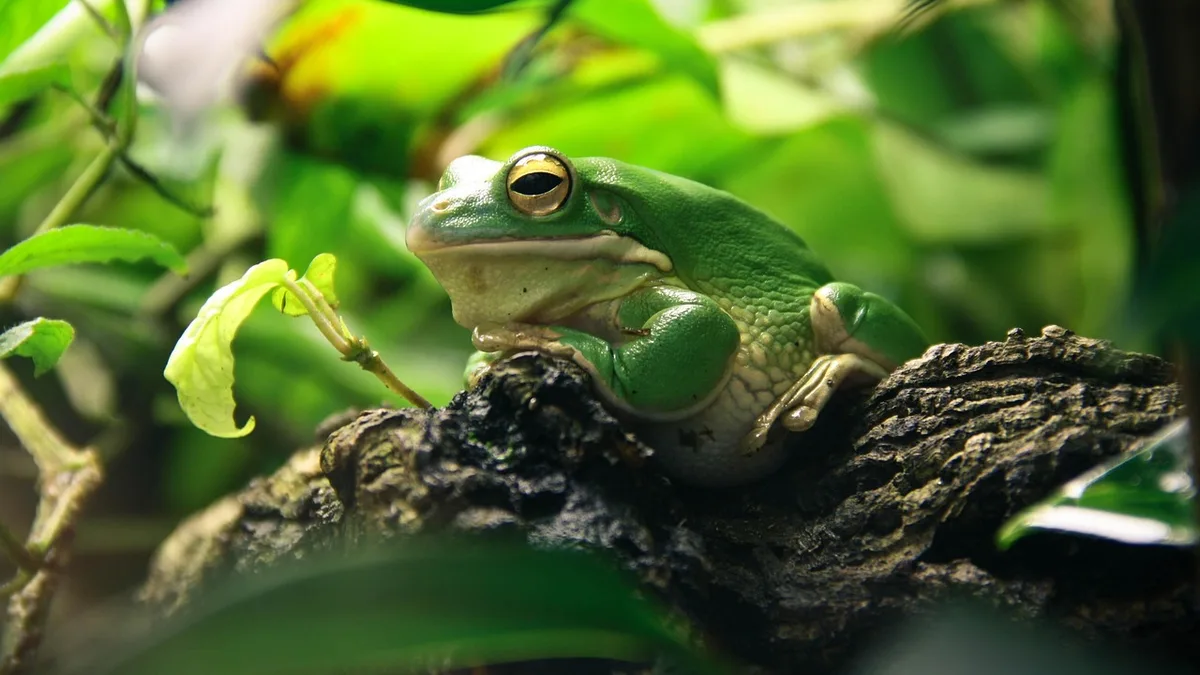 Frog, terrarium, amphibians - are frogs reptiles or amphibians