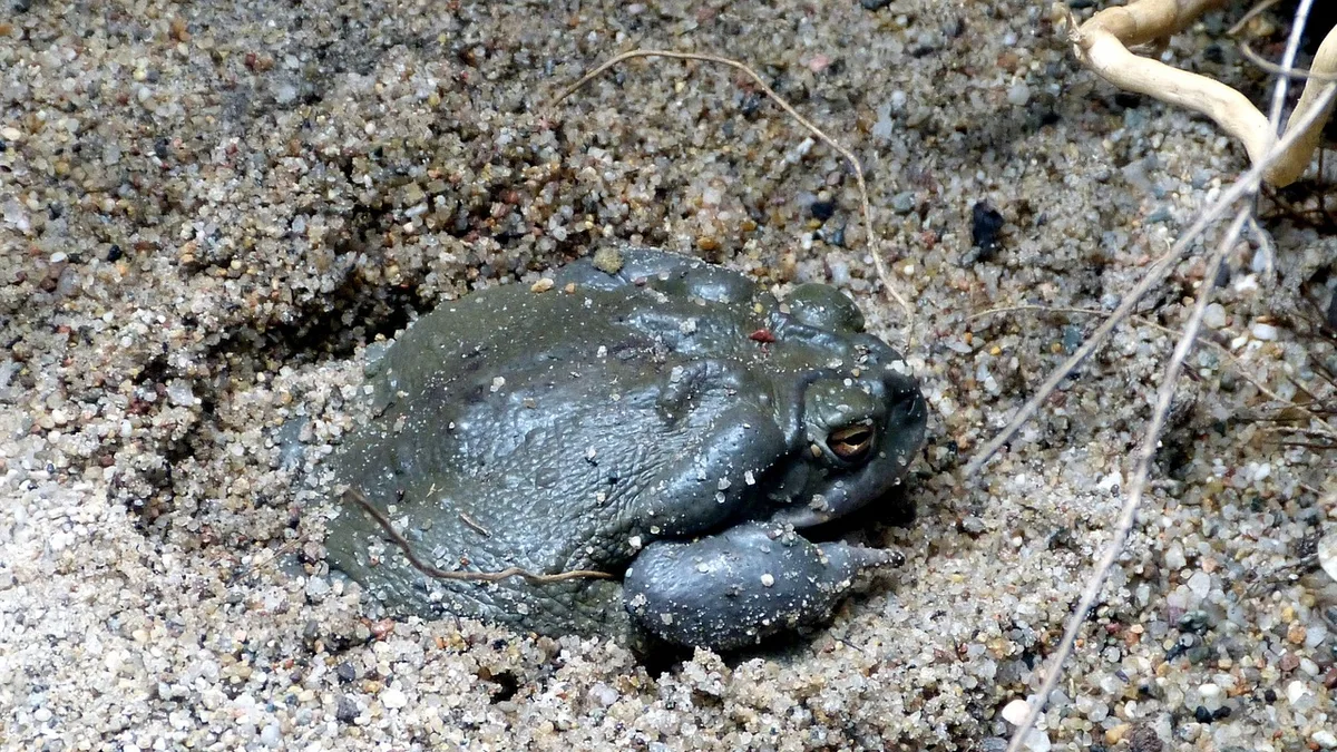 Bullfrog, frog, toad - fire-bellied toad care guide