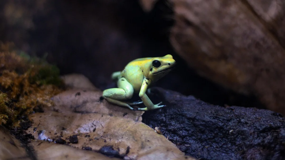 Frog, amphibian, terrarium - frog vs. toad