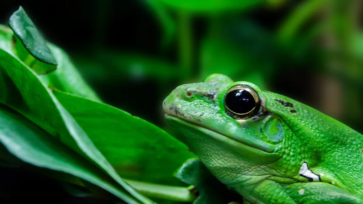 Frog, terrarium, amphibians - pacman frog care guide
