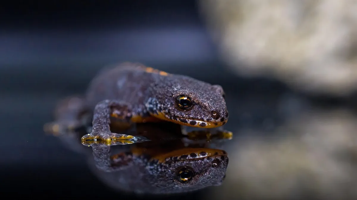 Salamander, amphibian, animal - newt care guide
