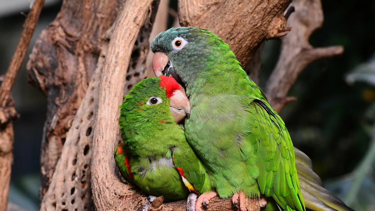Parrot, parrots, green - avian anesthesia