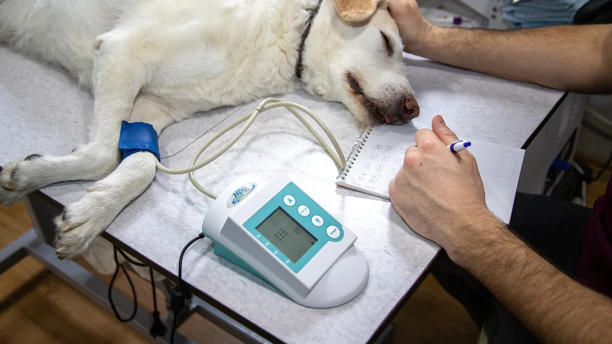 Veterinary, blood pressure, pressure measurement - anesthetic complications in brachycephalic dogs