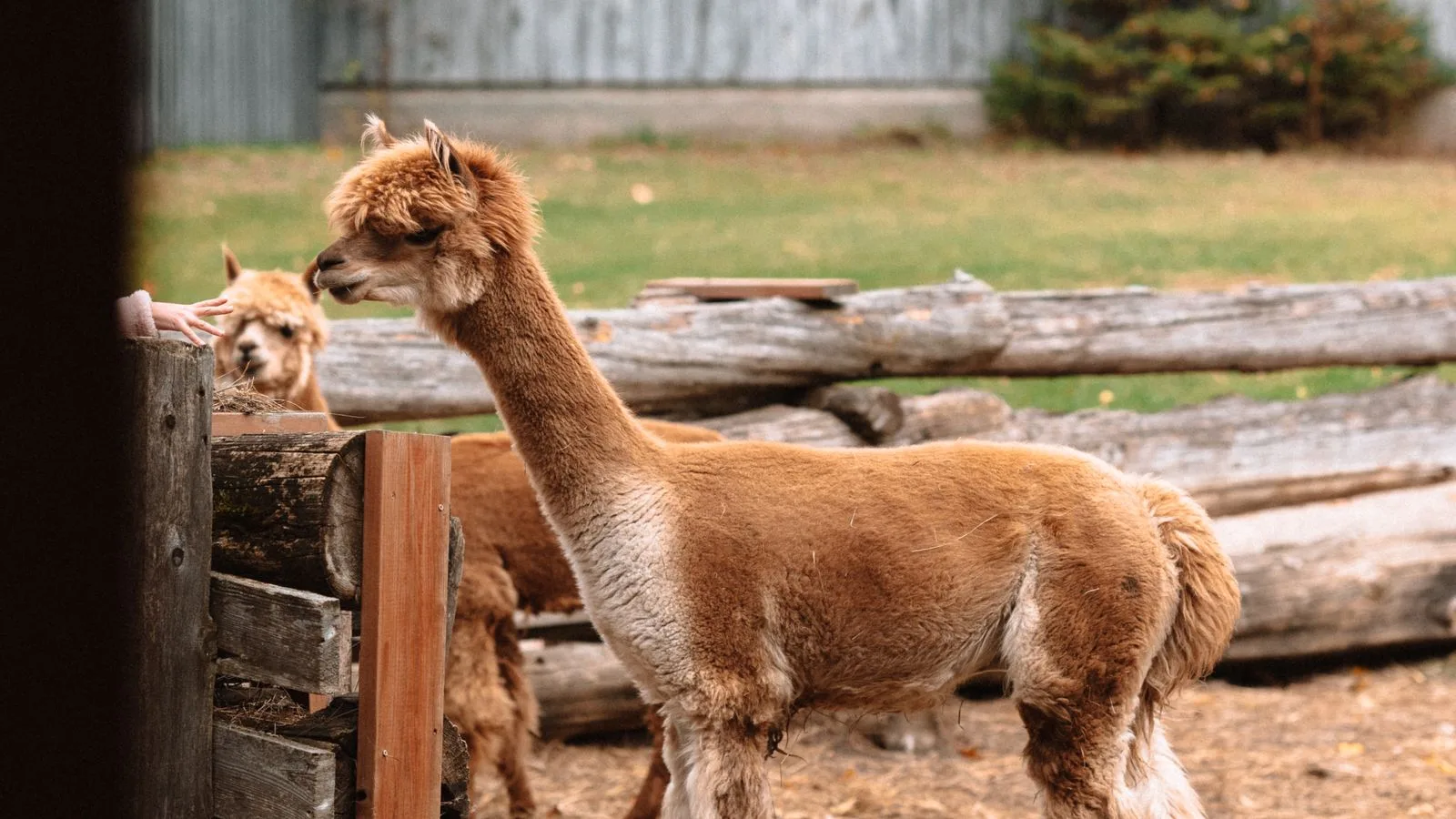 alternative livestock farming and animal management