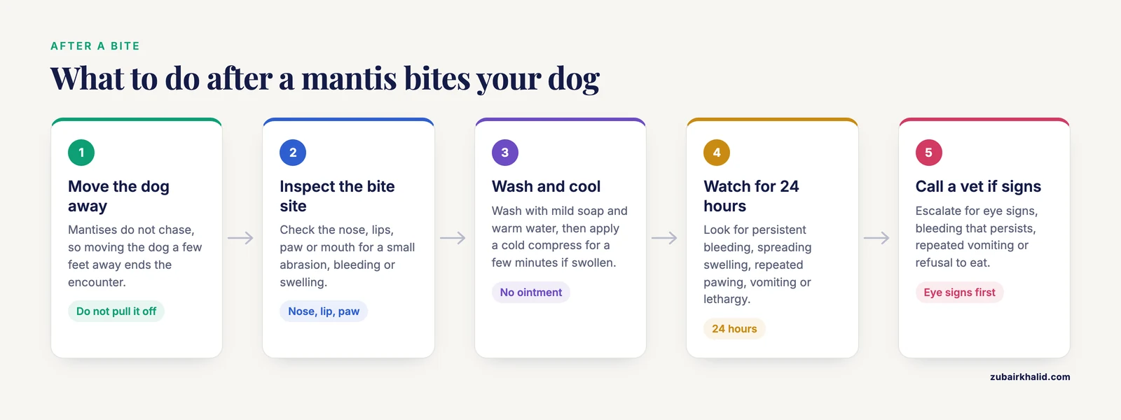 Four steps for a mantis bite on a dog, from moving the dog away to calling a vet if signs appear.