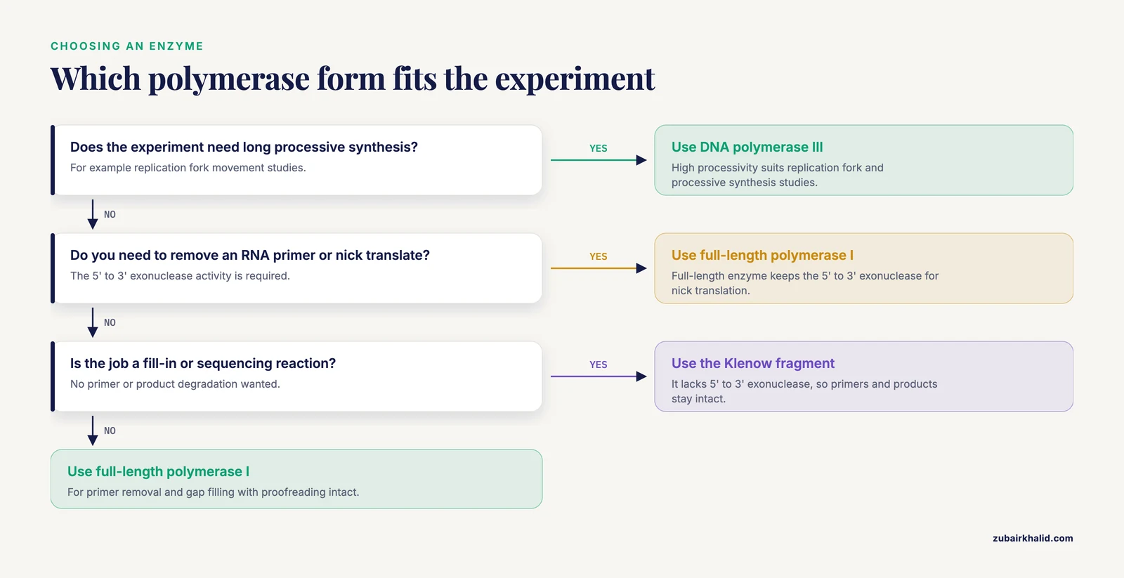 Decision path from the experimental goal to polymerase III, full-length polymerase I or the Klenow fragment.