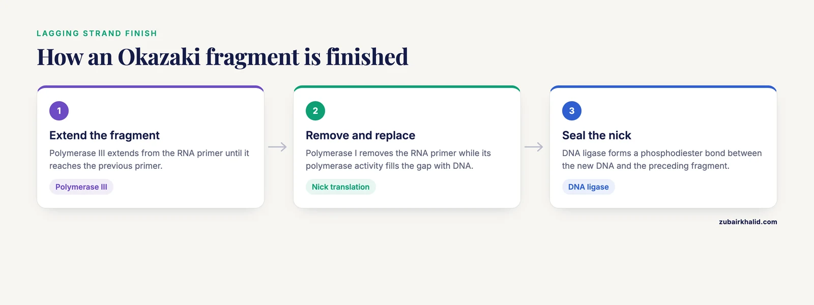 Three step flow showing polymerase III extension, polymerase I nick translation and ligase sealing of the nick.