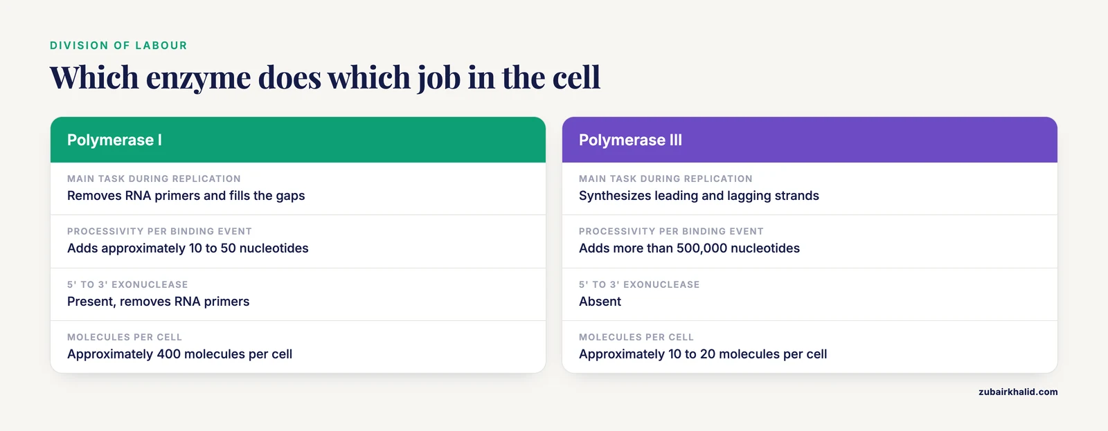 Side by side comparison of DNA polymerase I and DNA polymerase III roles, processivity, exonuclease activities and abundance per cell.