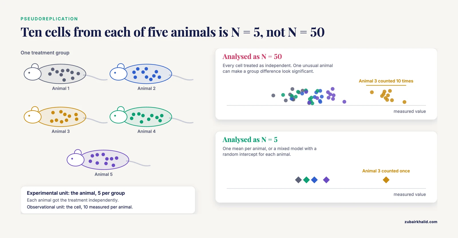 Pseudoreplication example: ten cells from each of five animals analysed as N = 50 versus the correct N = 5, using one mean per animal
