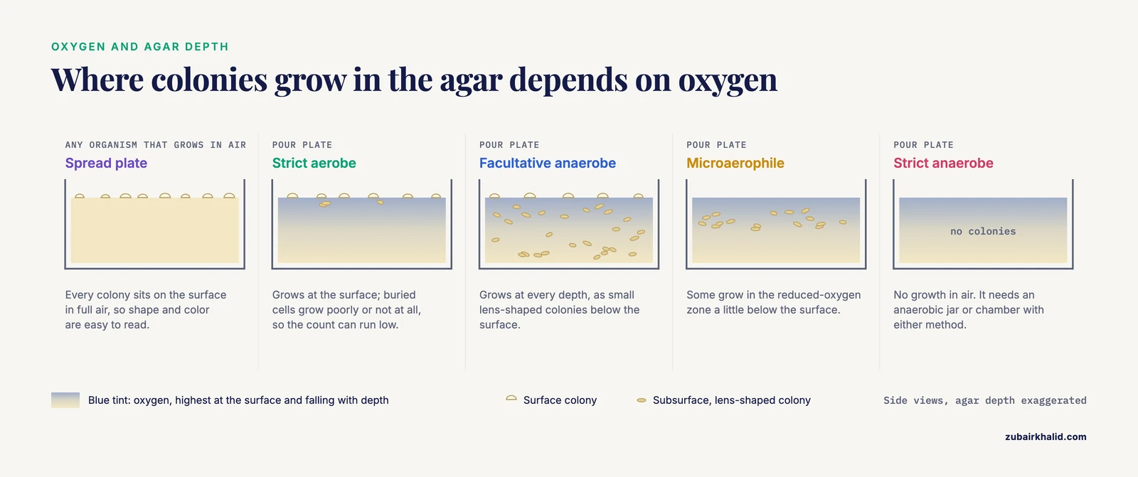 Spread plate vs pour plate by oxygen need: aerobes grow on the surface, facultative anaerobes at every depth, strict anaerobes not in air