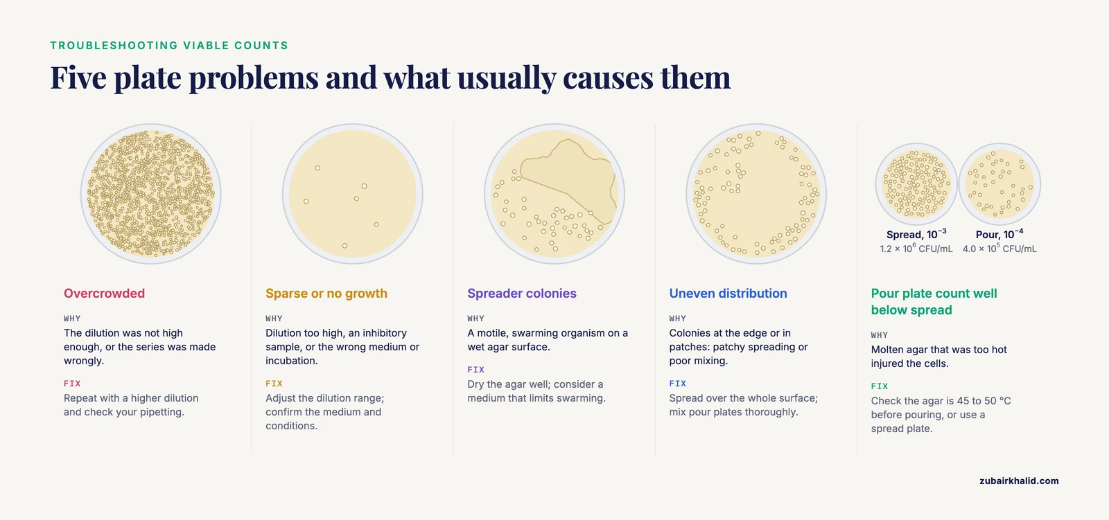 Spread plate vs pour plate problems: overcrowded, sparse, spreader colonies, uneven spread, and low pour plate recovery from hot agar