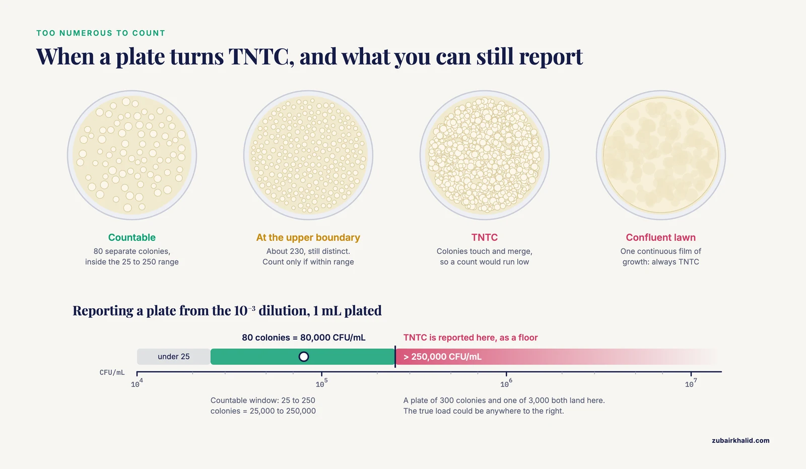 Four agar plates from countable to TNTC and confluent lawn, with a scale showing a TNTC result reported as more than 250,000 CFU/mL