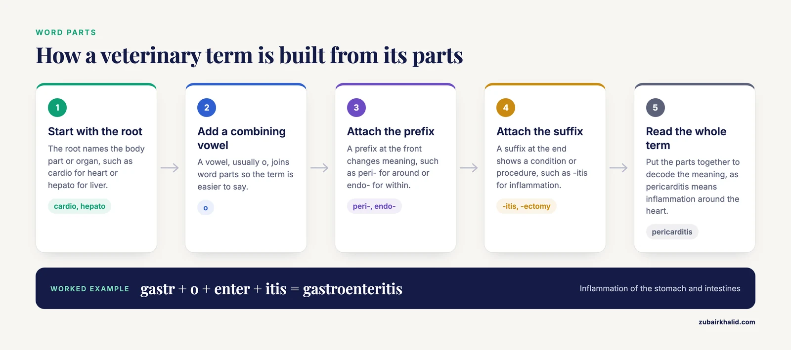Five-step flow showing how a root word, combining vowel, prefix and suffix combine into a veterinary term such as pericarditis.