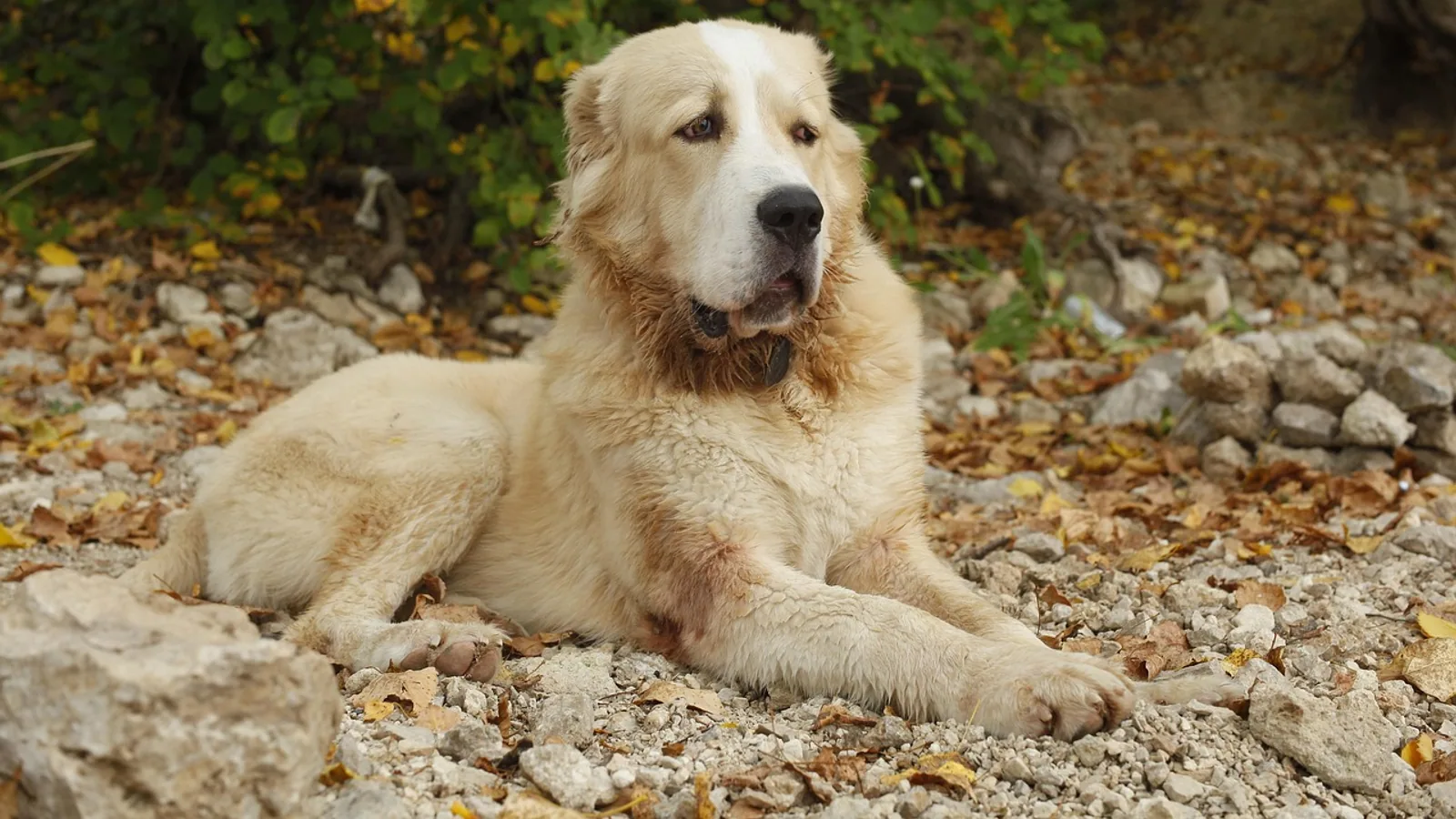 Alabai (Central Asian Shepherd Dog): Size, Temperament, Care