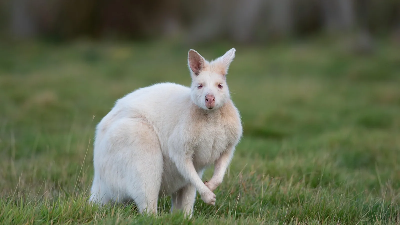 Homozygous Recessive: Definition, Traits, and Examples