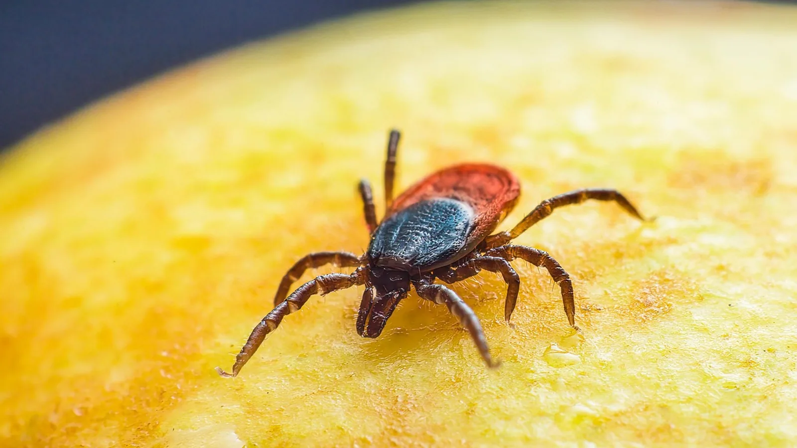 Dermacentor variabilis: American Dog Tick Guide