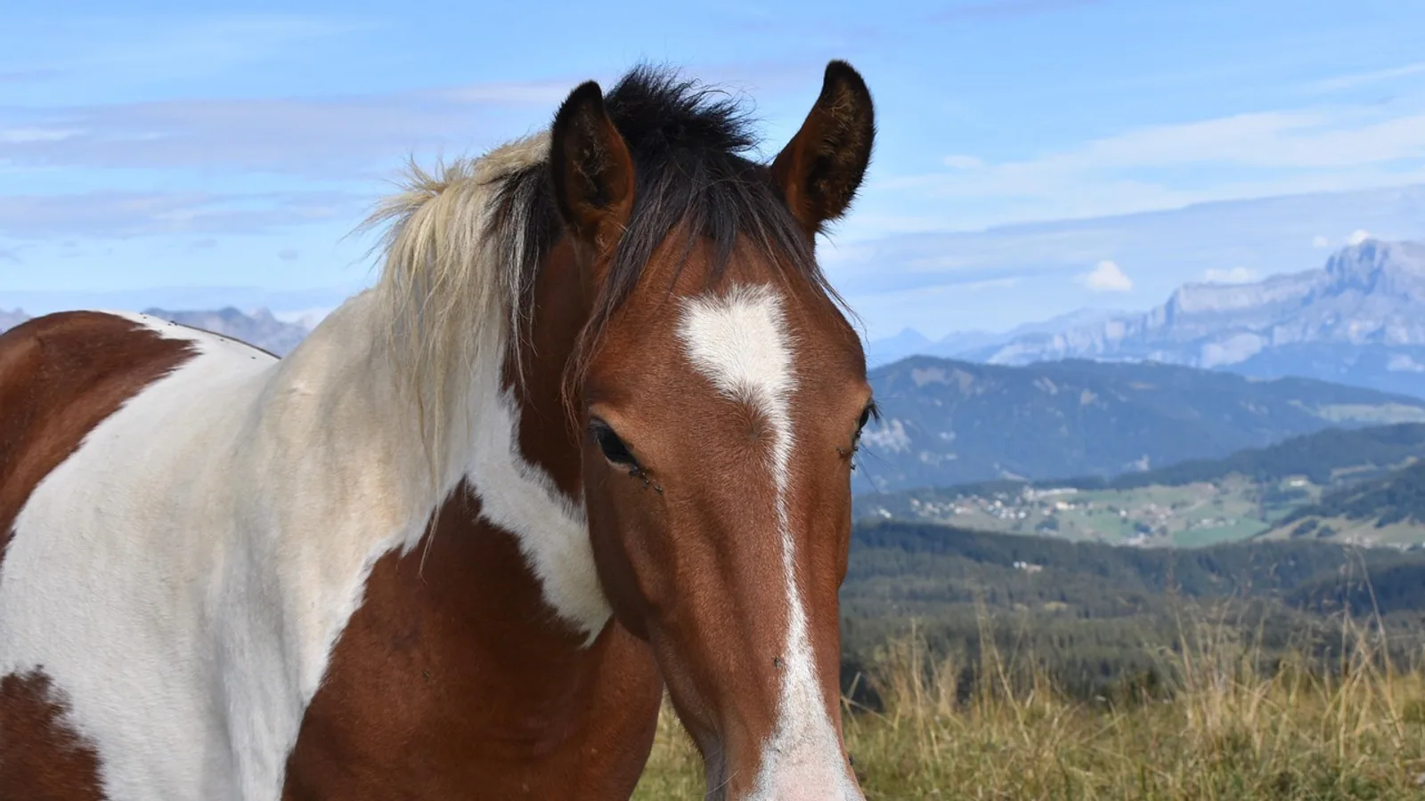 American Paint Horse: Breed Traits and Care