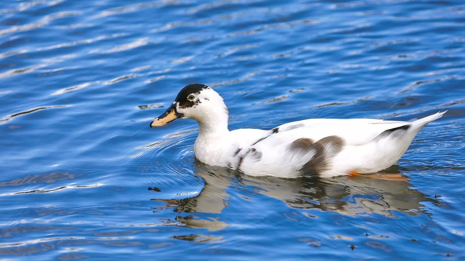 Ancona Duck: Breed Profile and Care Guide