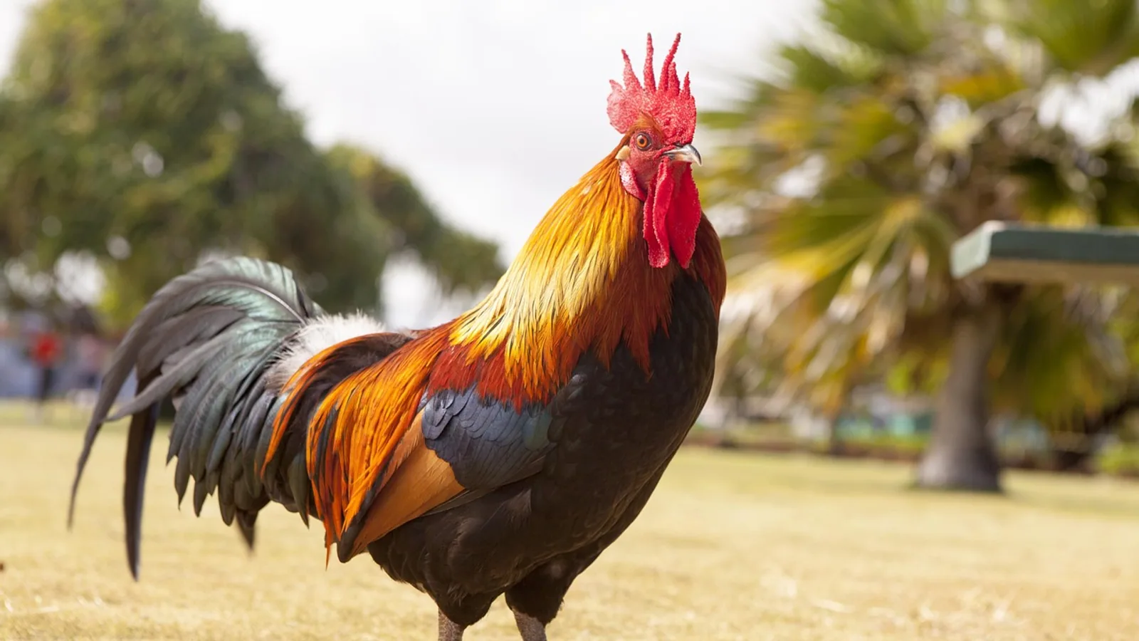 Andalusian Chicken: Hen, Rooster, and Care
