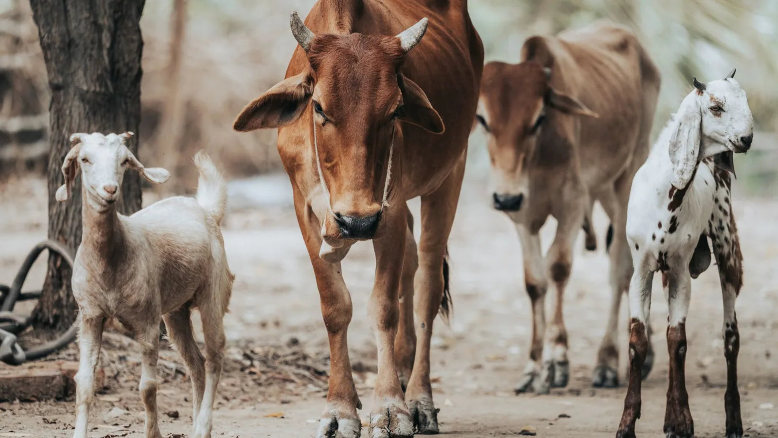 Cattle and goats walking together in a farm setting