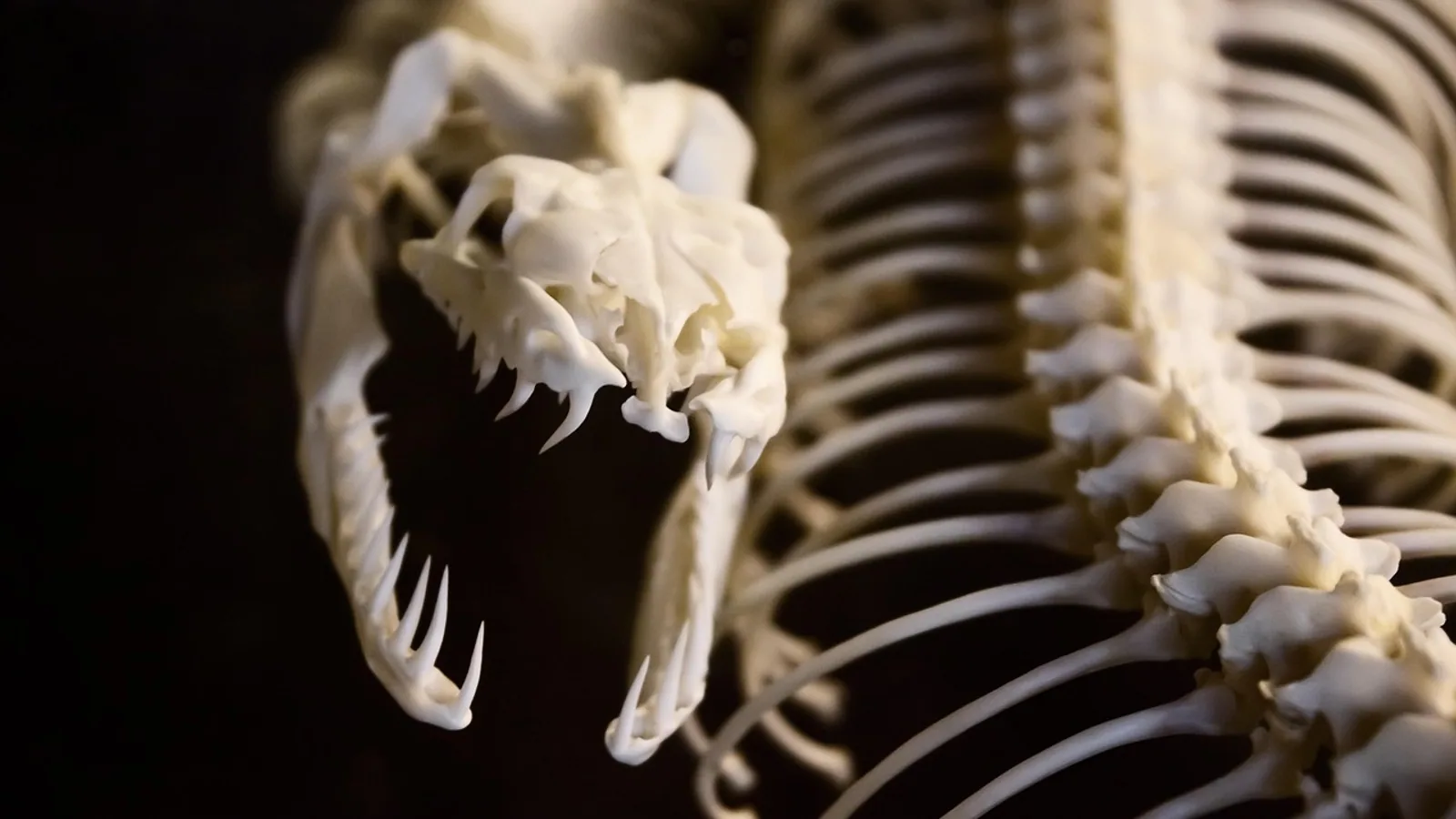 Sternum Bones: Anatomy, Parts and Comparative Notes