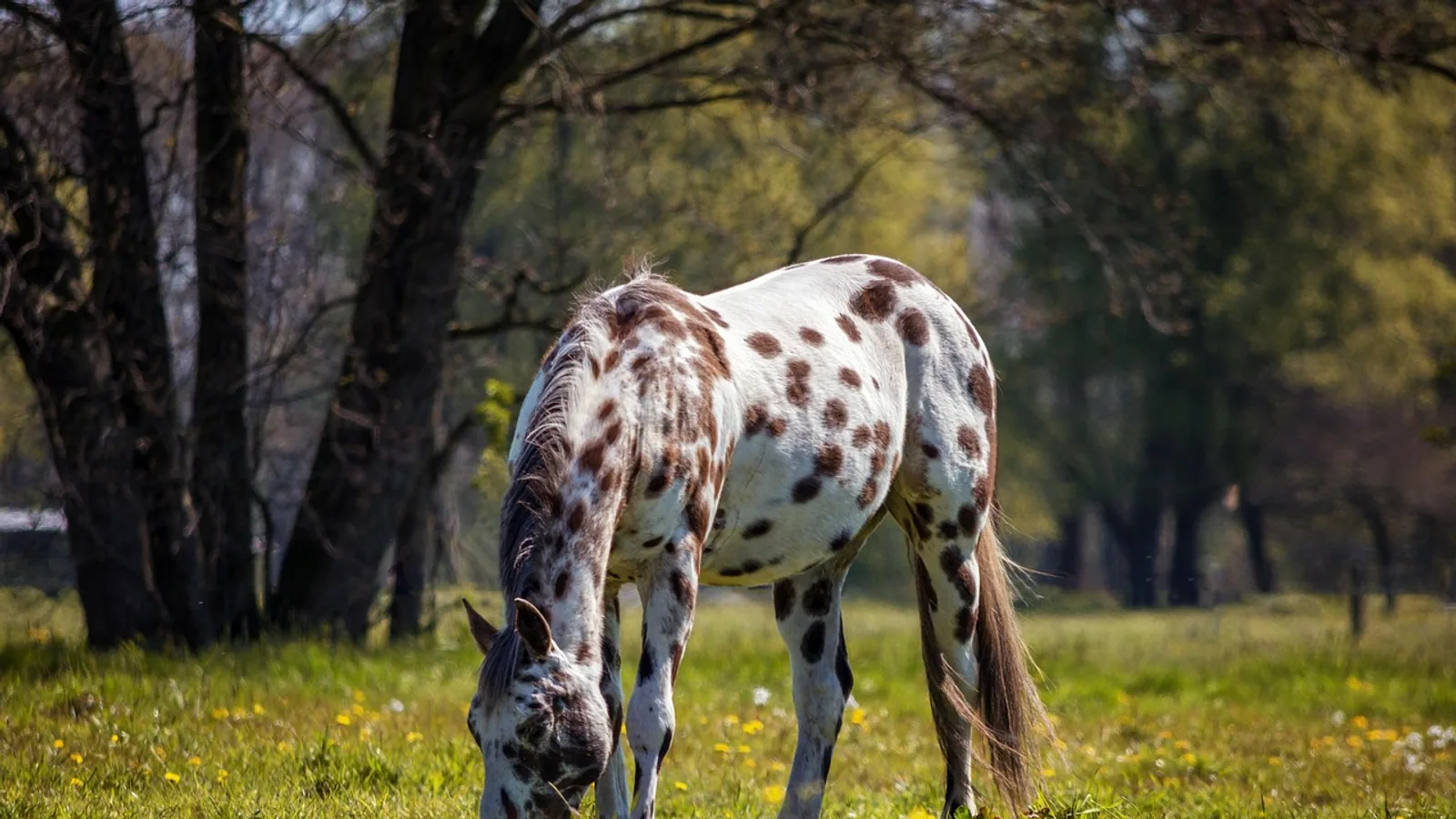 Appaloosa Breed: Horse Care and Health Guide