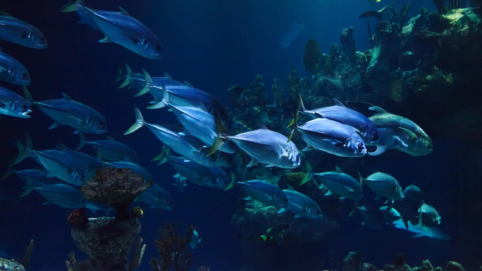 Cloudy Aquarium Water: White, Green, or Brown and How to Fix It