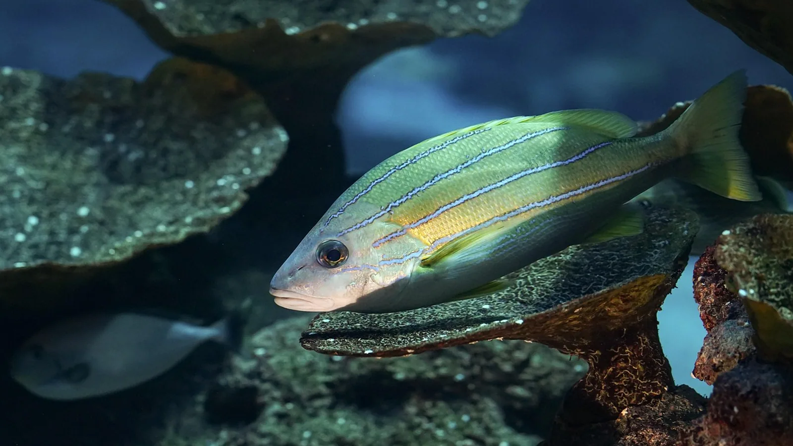 Saltwater Aquarium Water Changes: How Much, How Often, How To