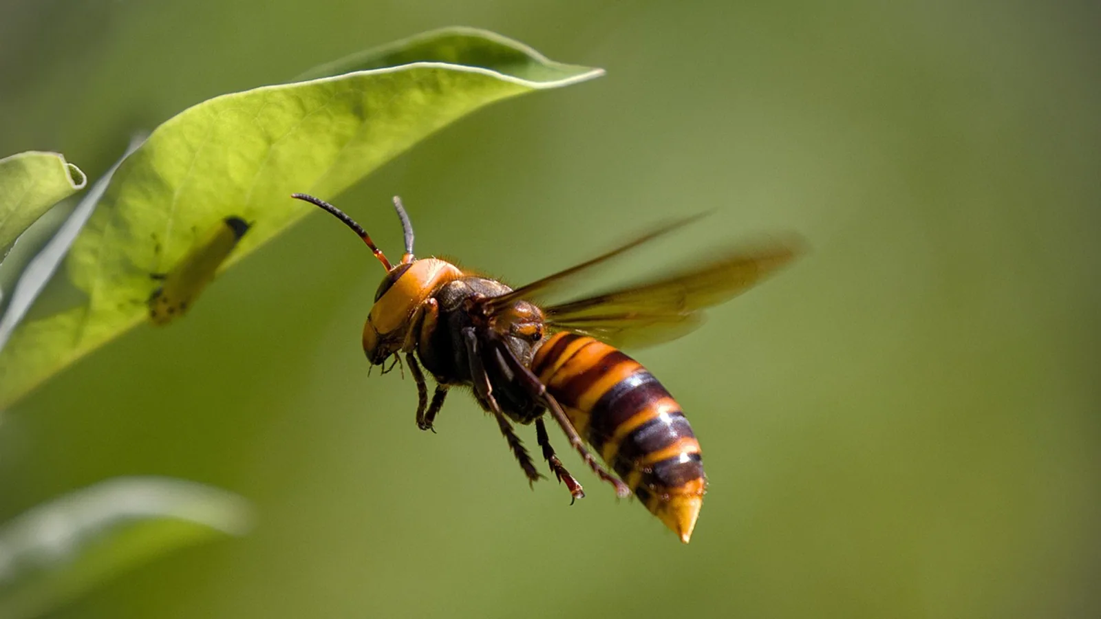 Asian Giant Hornet: Biology and Identification
