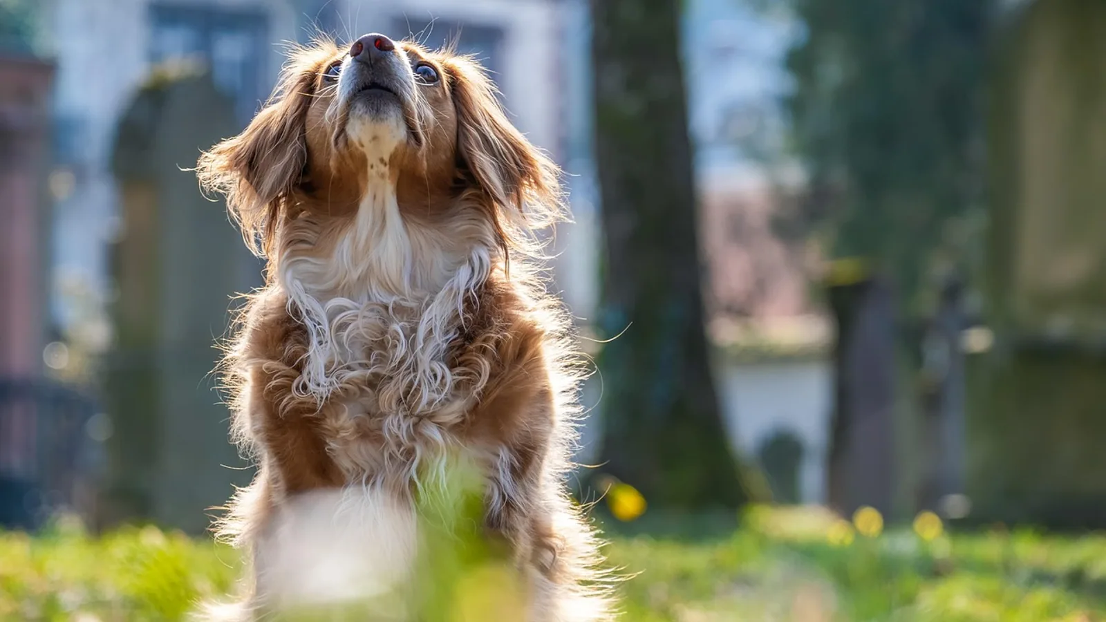 Mutt Dog Health: Why Mixed Breeds Still Need Screening