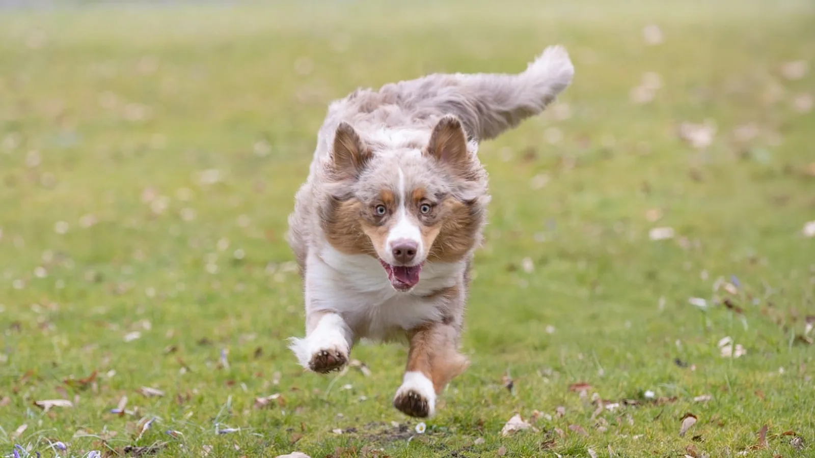 Dog Sports for Australian Shepherds: Best Options