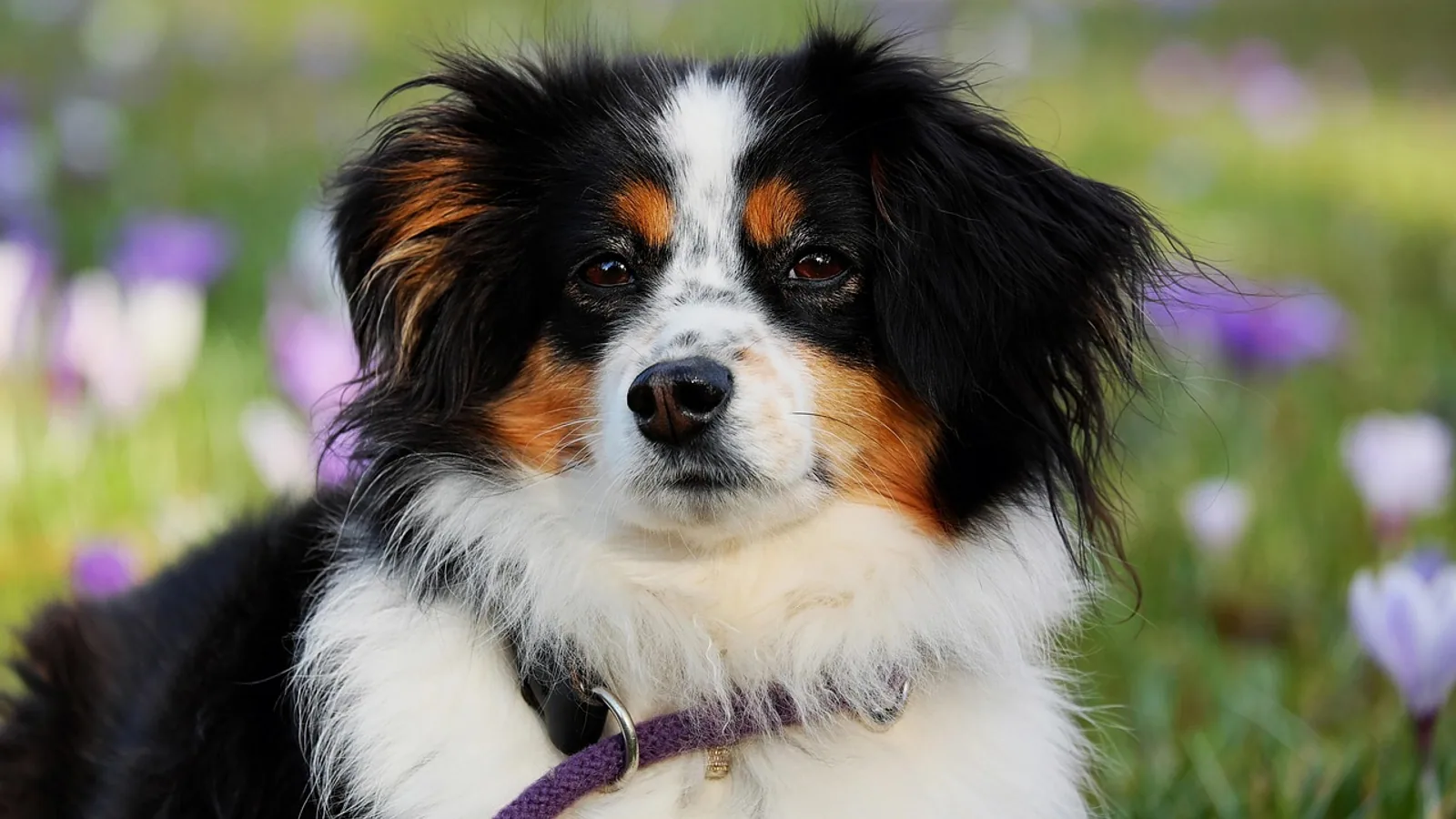 DHPP Vaccine for Dogs: What It Covers, Schedule, Side Effects